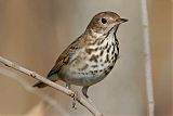 Hermit Thrush