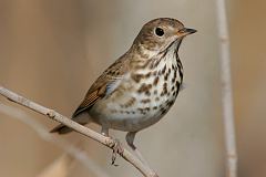 Hermit Thrush