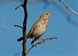 Hermit Thrush