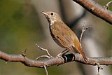 Hermit Thrush