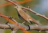 Hermit Thrush