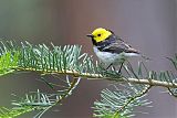 Hermit Warbler