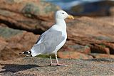American Herring Gullborder=