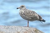 American Herring Gullborder=