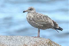 American Herring Gull