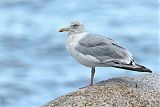 American Herring Gullborder=