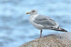 American Herring Gull