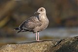 American Herring Gullborder=