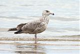 American Herring Gullborder=