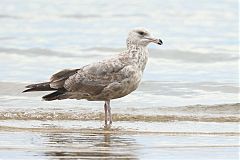 American Herring Gull