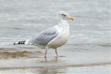 American Herring Gullborder=