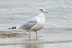American Herring Gull