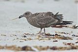 American Herring Gullborder=