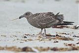 Herring Gull