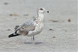 American Herring Gullborder=