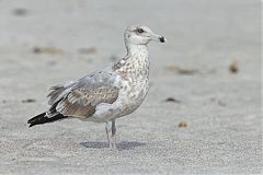 American Herring Gull