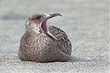 American Herring Gullborder=
