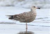American Herring Gullborder=