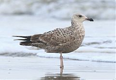 American Herring Gull