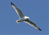 American Herring Gullborder=