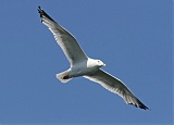 Herring Gull