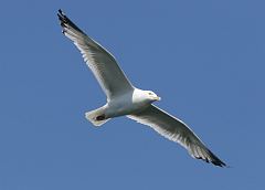 American Herring Gull