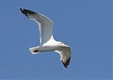 American Herring Gullborder=