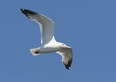American Herring Gull