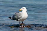 American Herring Gullborder=