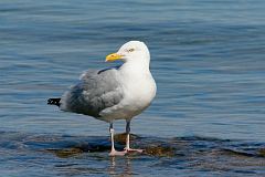 American Herring Gull