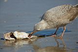 American Herring Gullborder=