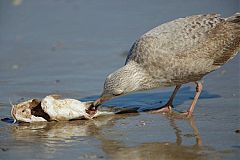 American Herring Gull