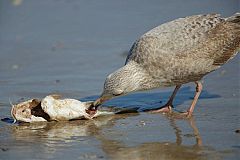 Herring Gull