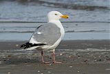 American Herring Gullborder=