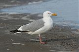 American Herring Gullborder=