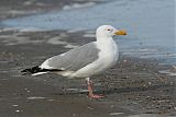 Herring Gullborder=