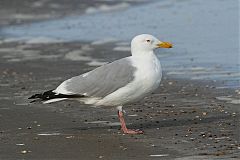 Herring Gull