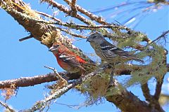 Hispaniolan Crossbill