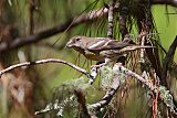 Hispaniolan Crossbillborder=
