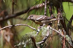 Hispaniolan Crossbill