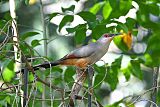 Hispaniolan Lizard-Cuckooborder=
