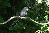 Hispaniolan Lizard-Cuckooborder=