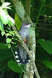 Hispaniolan Lizard-Cuckooborder=