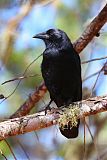 Hispaniolan Palm-Crowborder=