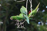 Hispaniolan Parakeetborder=