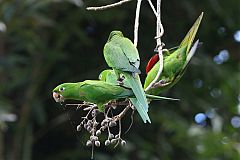 Hispaniolan Parakeet