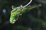 Hispaniolan Parakeetborder=