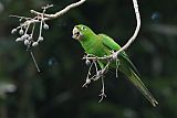 Hispaniolan Parakeetborder=