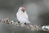 Hoary Redpoll