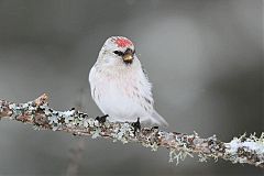 Redpoll